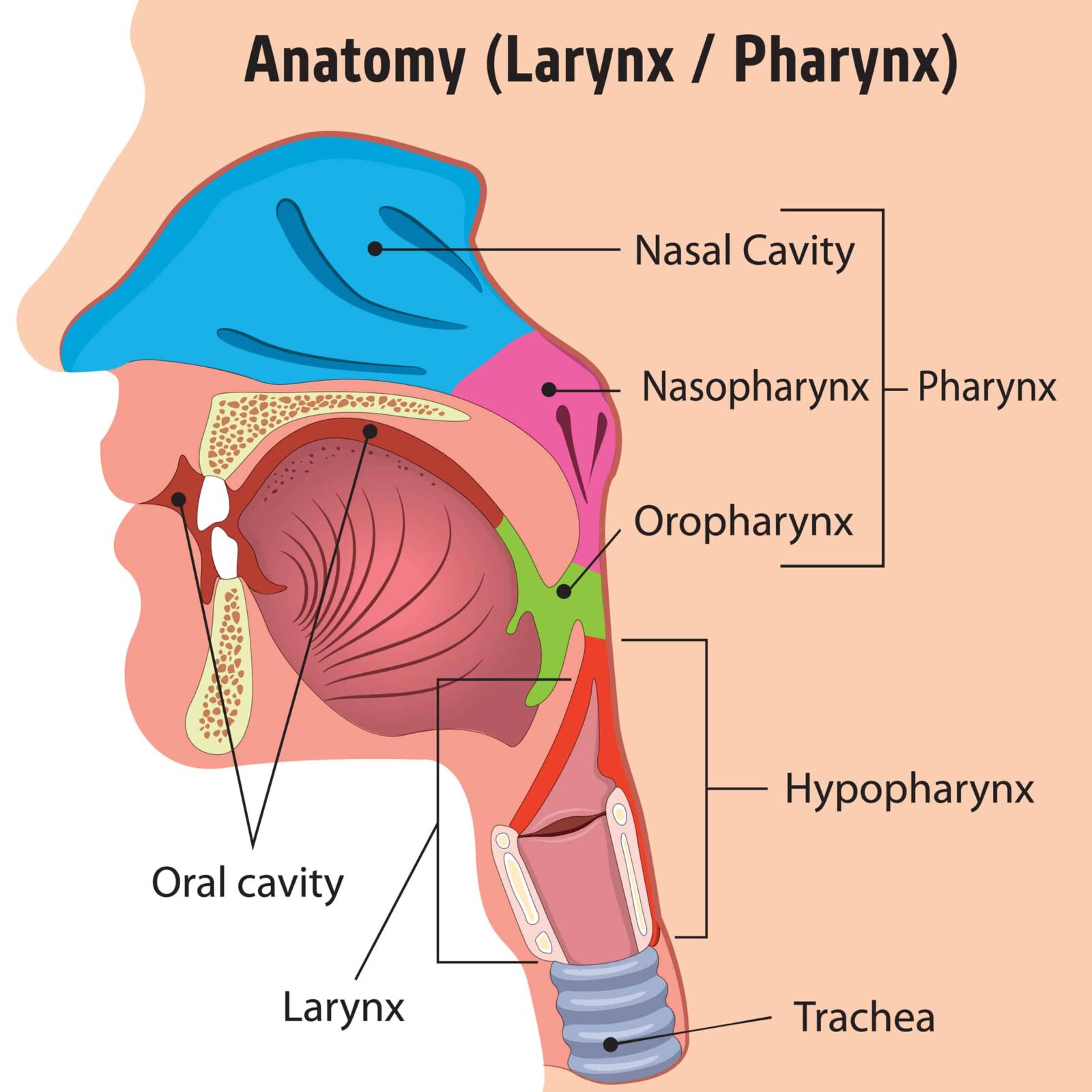 larynx and pharynx diagram