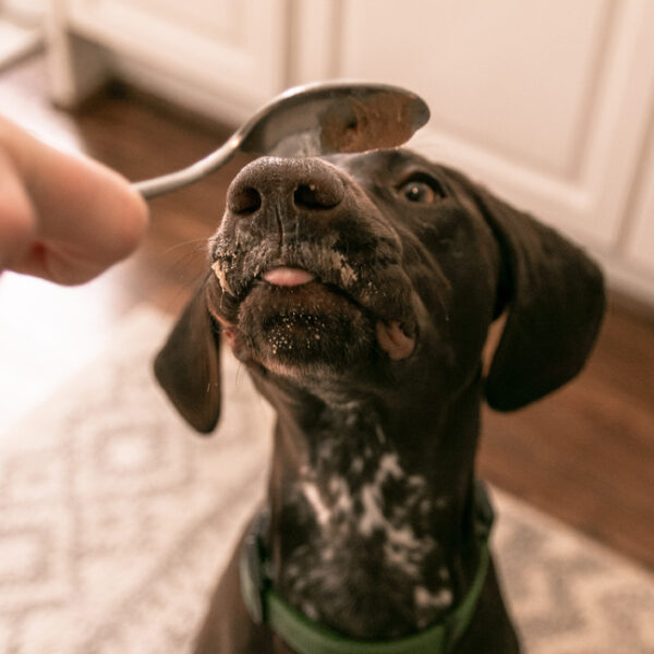 can-peanut-butter-cause-loose-stool-in-dogs